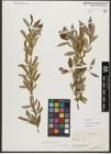 Foto von Salix triandra subsp. amygdalina (L.) Schübl. & G. Martens
